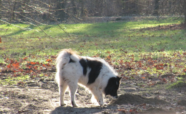 Ein schwarz-weißer Elo Hund schnüffelt am Boden vom Waldpark in Mannheim