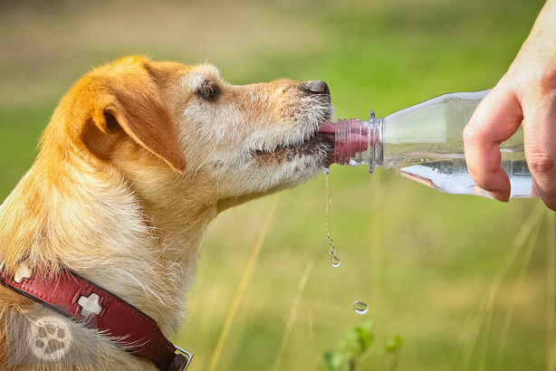 Hund trinkt aus Wasserflasche